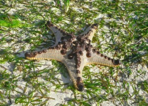 Starfish - Kuta Bay
